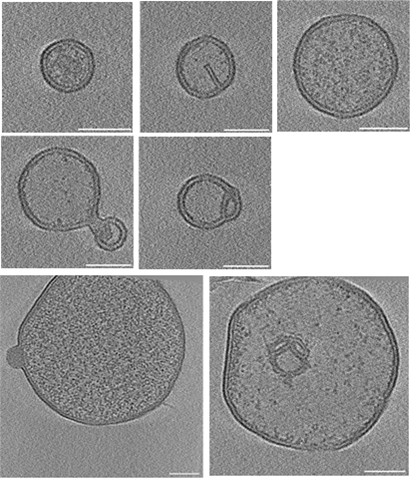 DISCO-POLARIS-adjuvant_fig3