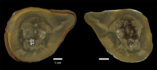 figure1-actu PUMA poulpe
