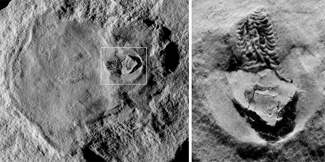 Figure 4 actu PUMA poulpe