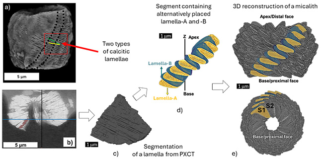Figure 1 SWING_Nannoconus_paleo