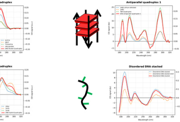 DISCO_CD_nucleotides-0