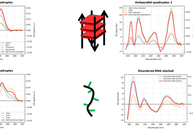 DISCO_CD_nucleotides-0