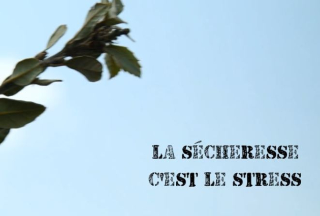 2016-video-stress-secheresse.jpg