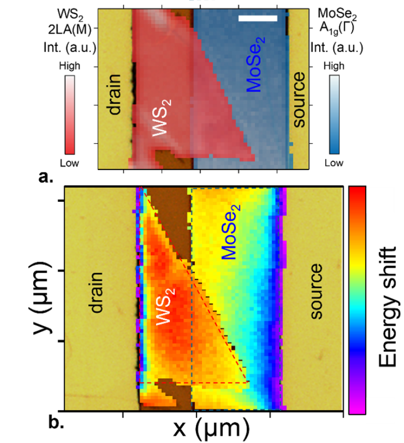 Figure 2 : Microscopie corrélative